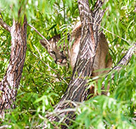 Cougar hiding in a tree