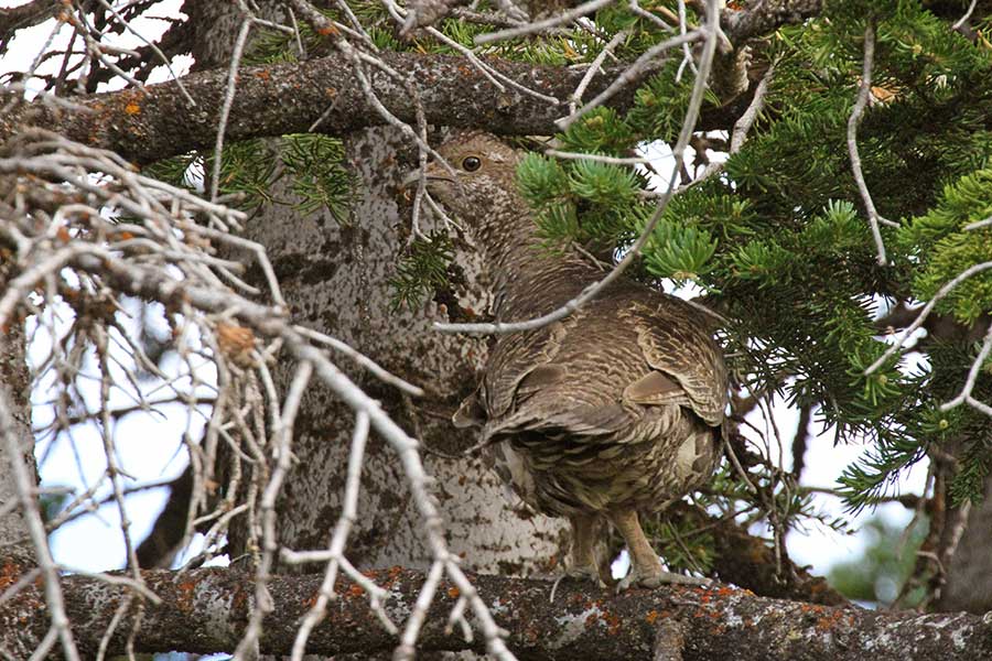 A forest grouse camouflaged in a tree