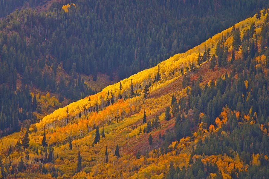 Utah mountain forests in fall colors