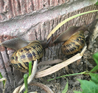 Two gardensnails on a brick wall