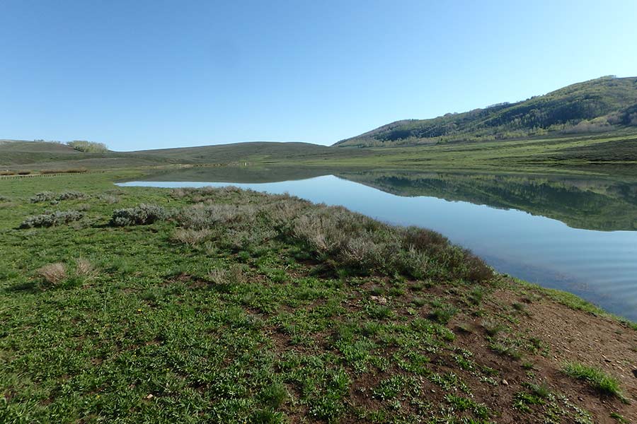 The clear water at Gooseberry Reservoir, surrounded by lush green grass and shrubs under a clear blue sky