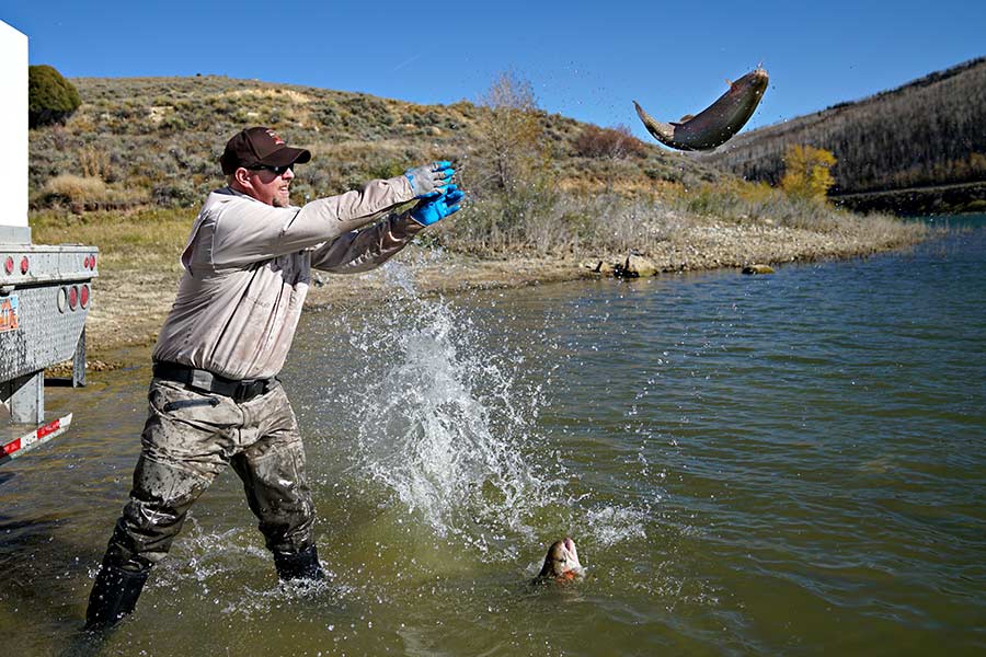 DWR employee casting rainbow trout into Scofield Reservoir