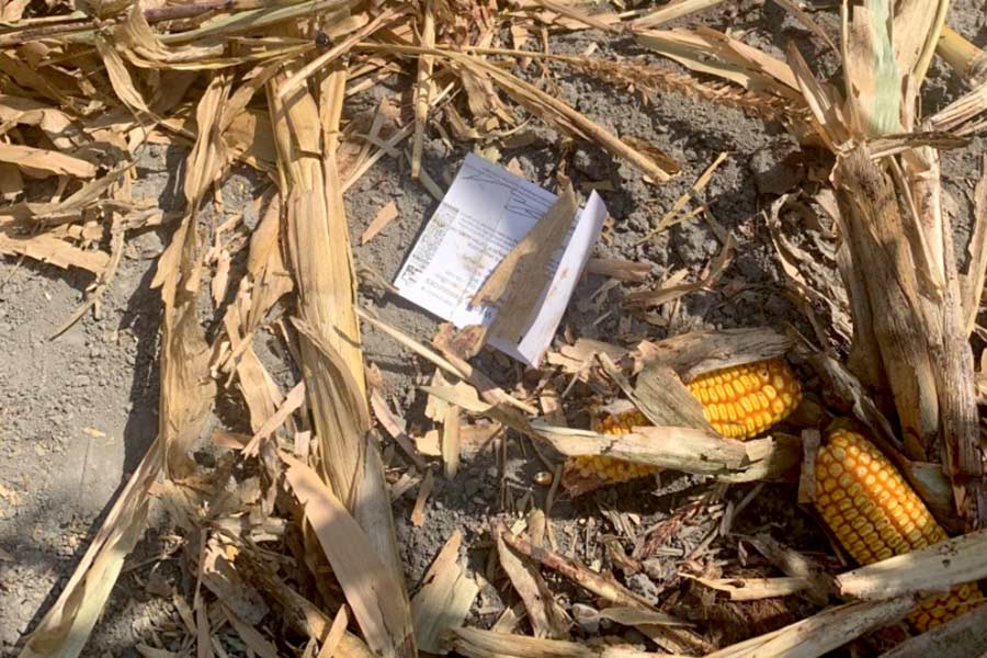 Hunting permit paper, lying on the ground in a cornfield