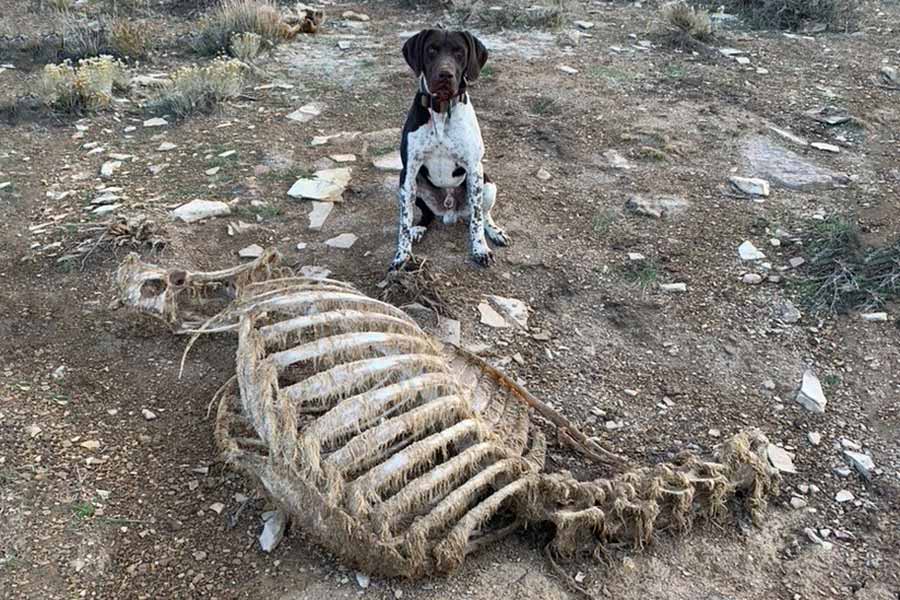 K-9 Cooper with the skeletal remains of an elk