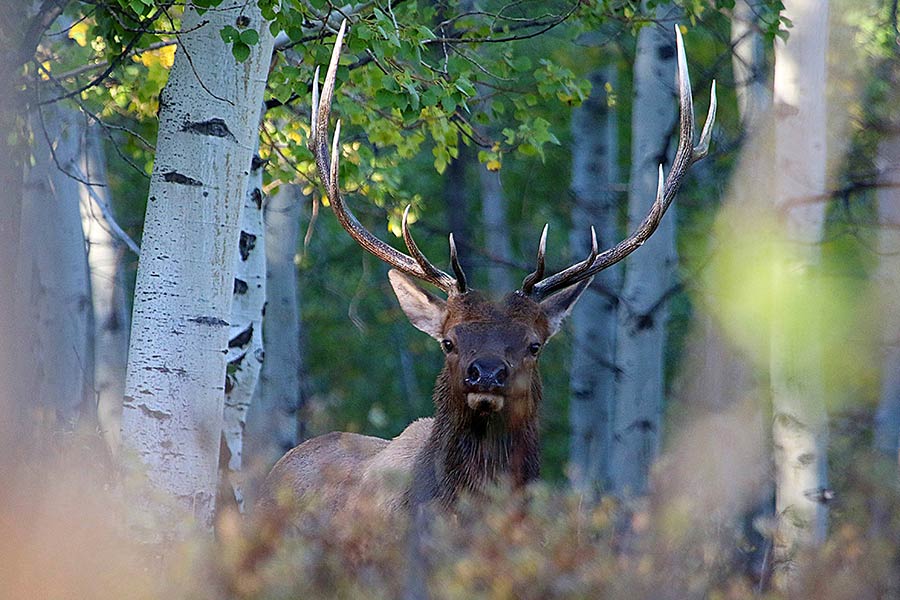Bull elk with large antlers in a forest in northern Utah