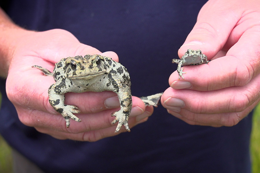 Two boreal toads, one large and one small, held in someone&apos;s hands