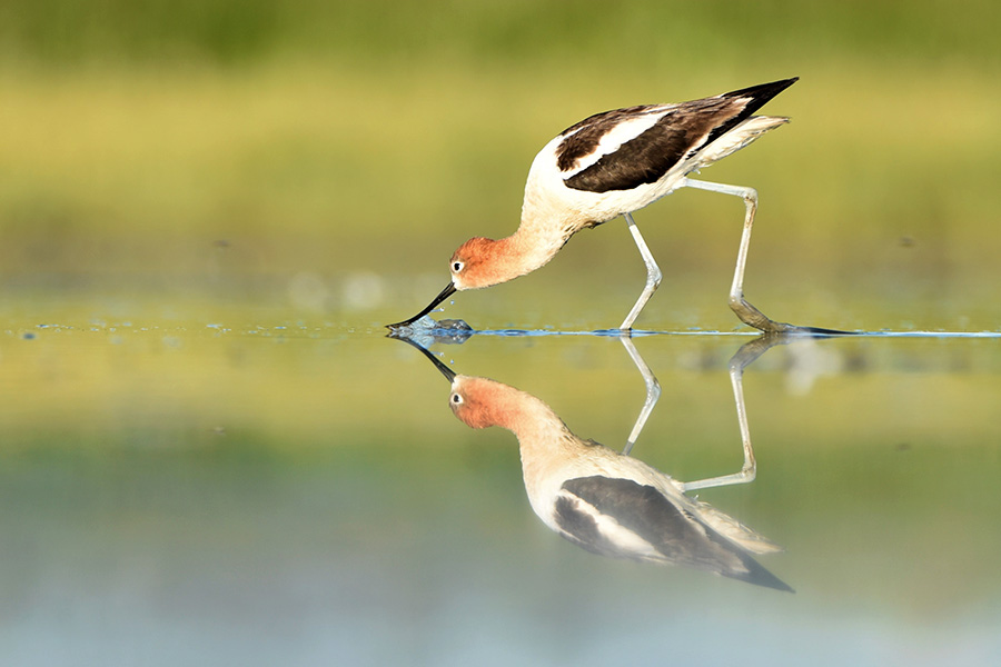 An American avocet with its beak in the water, drinking; its reflection visible