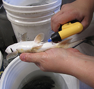 Technician holding a fish and inserting a PIT tag
