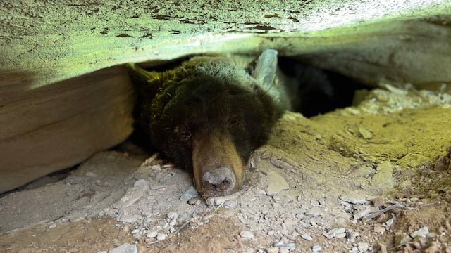 Listen to "Wild" podcast episode 32: Checking bear dens