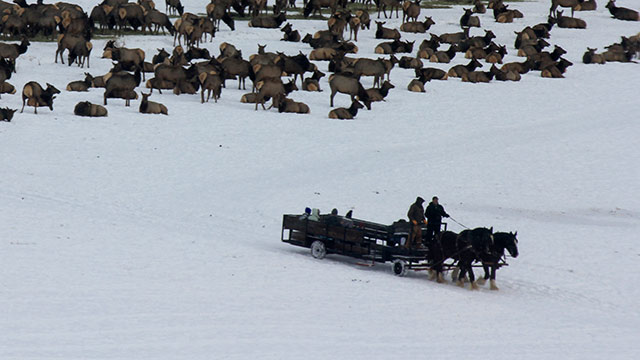 Horse-drawn wagon with a group of people leaving a field with an elk herd