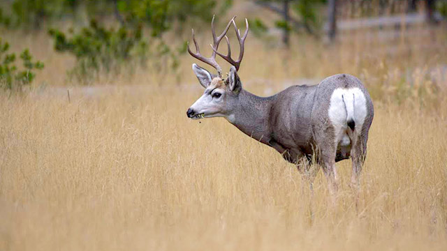 Buck deer eating grass in a field