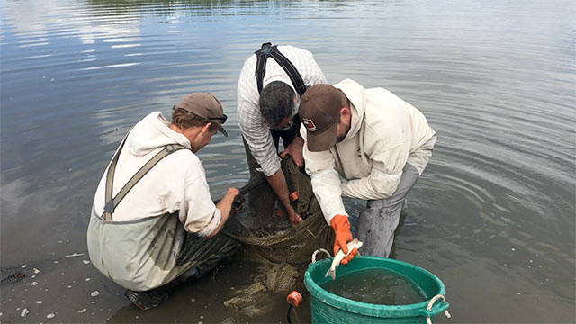 Three Utah DWR biologists unloading June sucker fish
