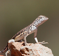 Small, light-colored zebra-tailed lizard perched on a rock
