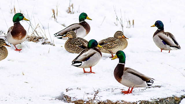 Several ducks waddling in snow