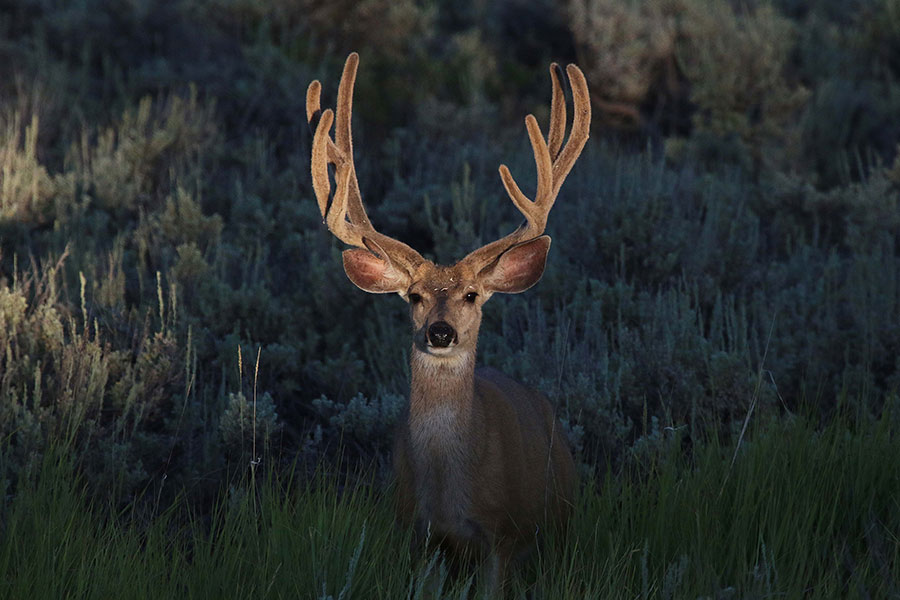 Buck deer in a field