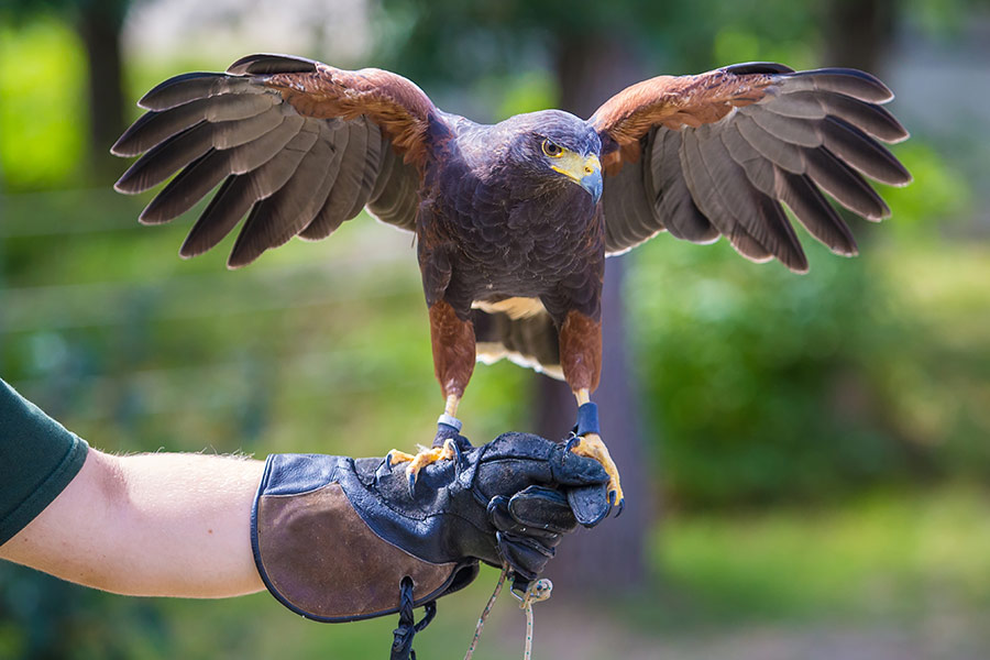 Harris's hawk, perched on a falconer's arm