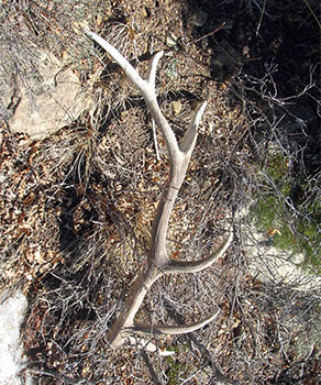 Shed antler lying in a field, surrounded by grass