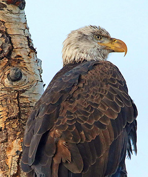 Bald eagle perched in a tree in northern Utah