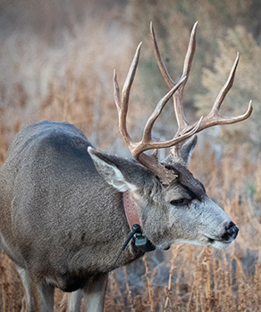 Buck deer with antlers crouching in brush