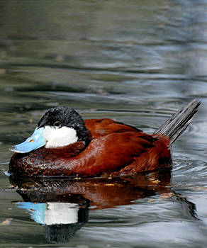 A male ruddy duck sitting in pond water