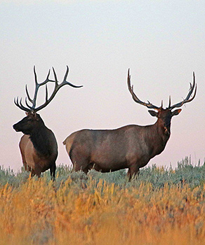 Two bull elk standing in a field