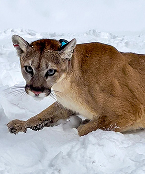 A cougar wearing a GPS collar around its neck