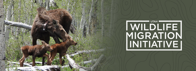 Explore the Utah Wildlife Migration Initiative website at wildlifemigration.utah.gov