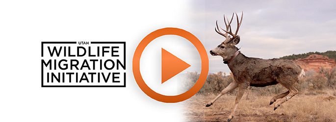 Utah Wildlife Migration Initiative video