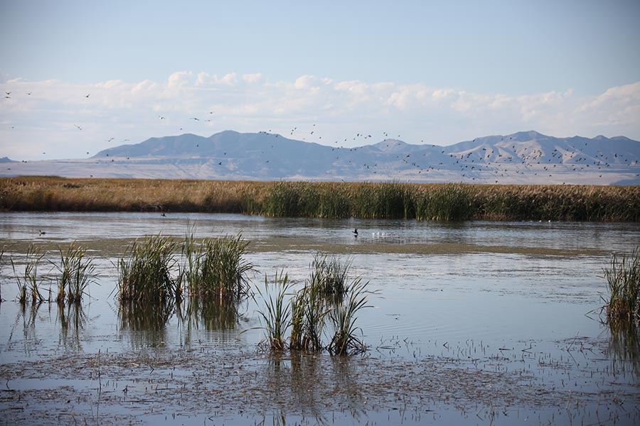 Wetlands in the Great Salt Lake