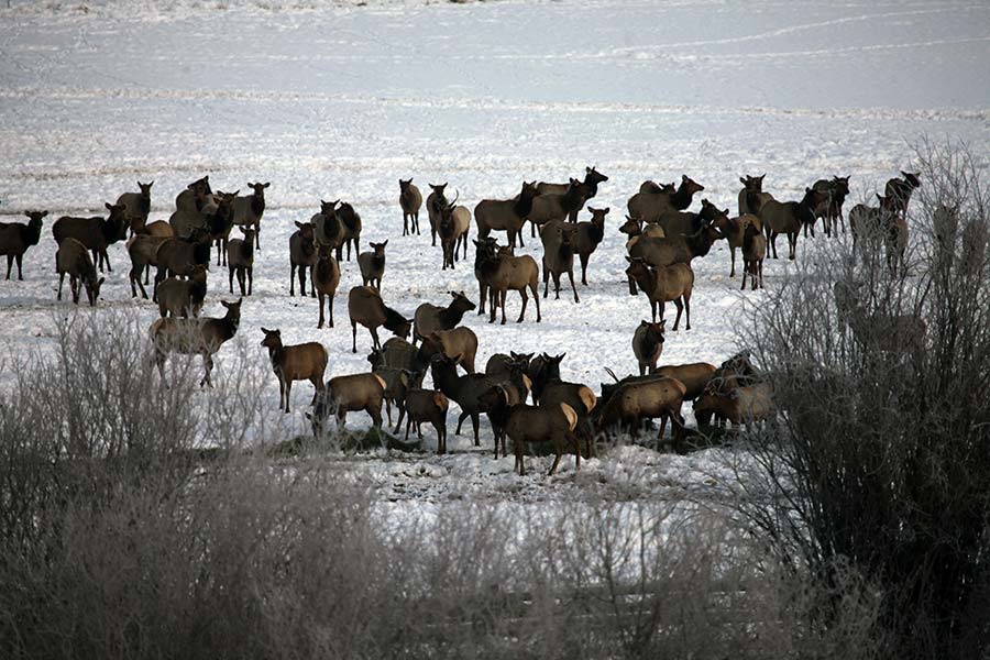 Herd of elk in a field at Hardware WMA