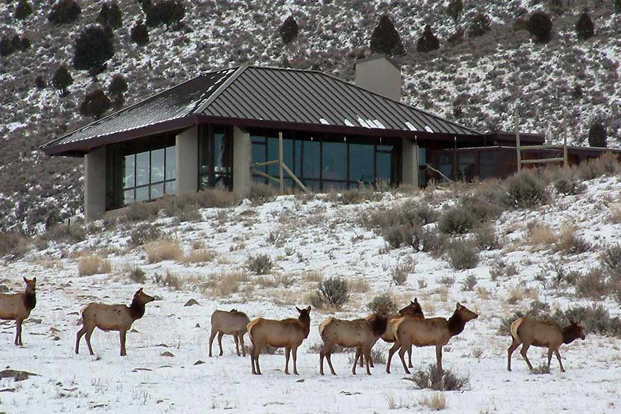 Herd of elk standing in a meadow at Hardware WMA in snow