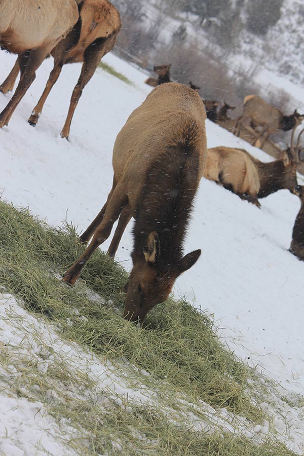 Antlerless elk eating hay in a meadow, surrounded by other elk, at Hardware WMA