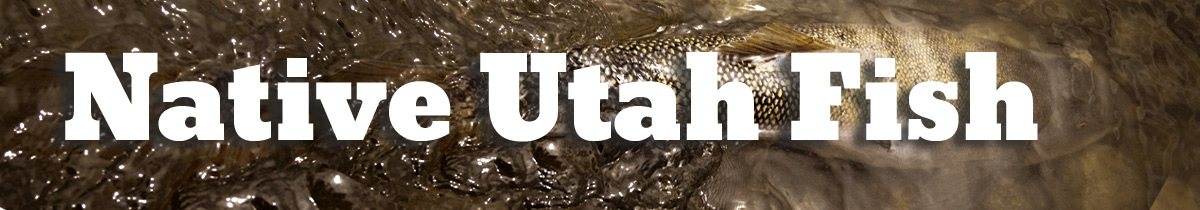 Native Utah fish