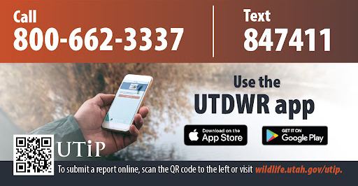 Call 1-800-662-3337 or text 847411 to report a suspected wildlife violation.