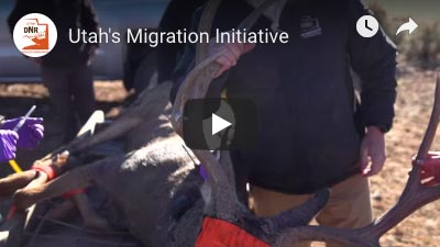 Migration Initiative video