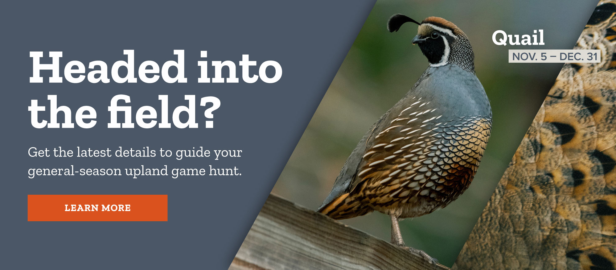 2022 quail hunts: Get the latest details to guide your upland game hunt.