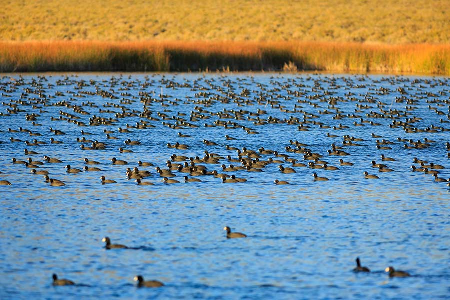 Thousands of American coots in migration at Fish Springs National Wildlife Refuge, Utah.