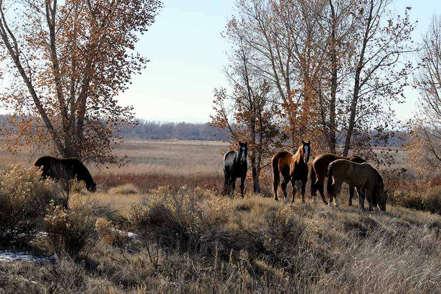 Horses feeding on Ouray National Wildlife Refuge Leota Bottoms wetland