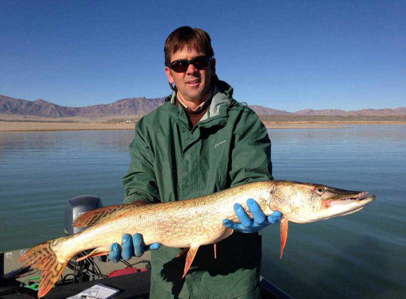 Mike Slater holds an adult northern pike at Utah Lake