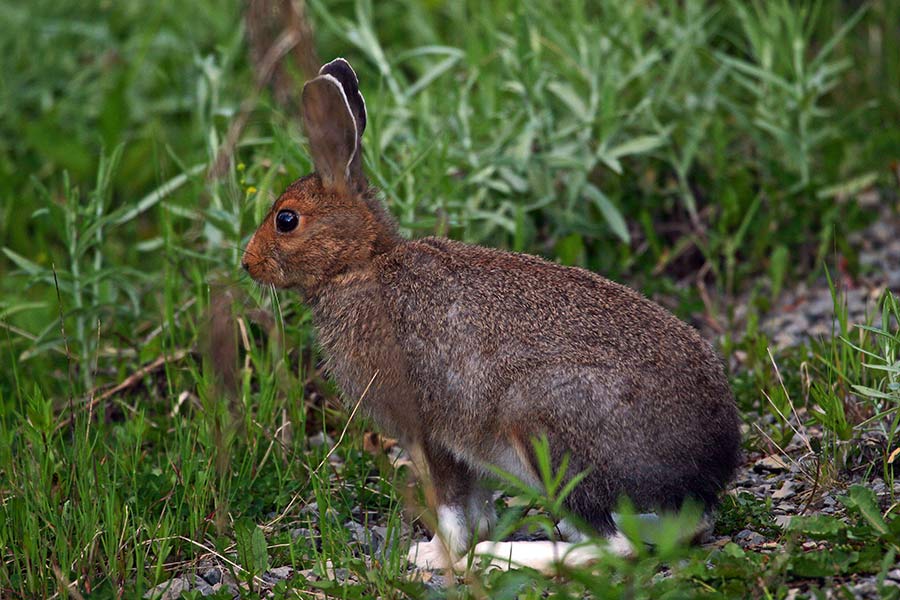 Snowshoe hare in the summer