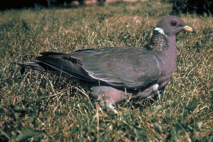 Band-tailed pigeon in grass
