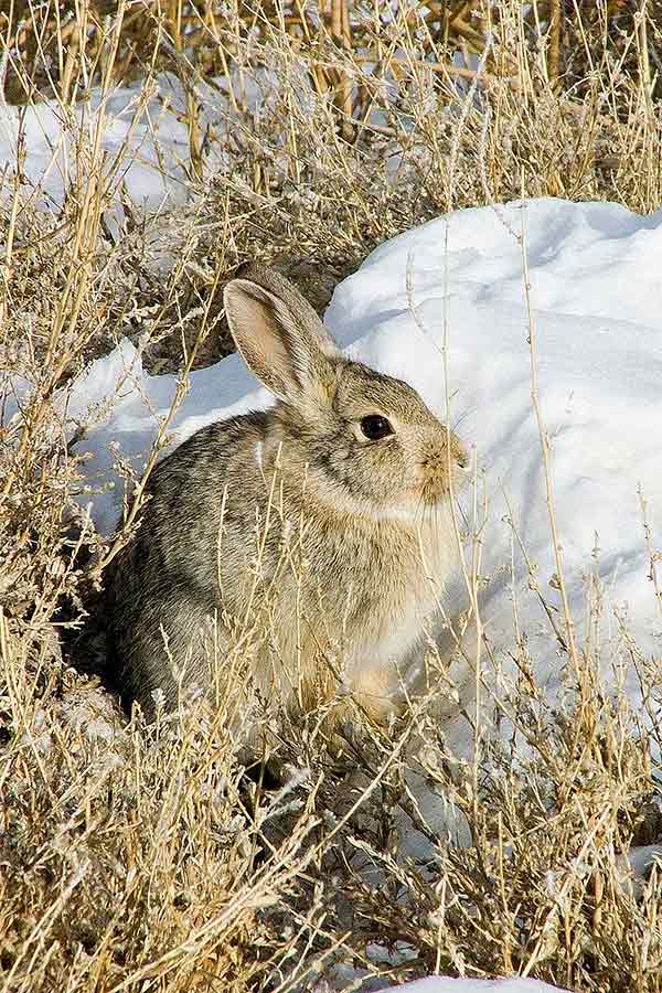 Cottontail rabbit rests in snow and weeds