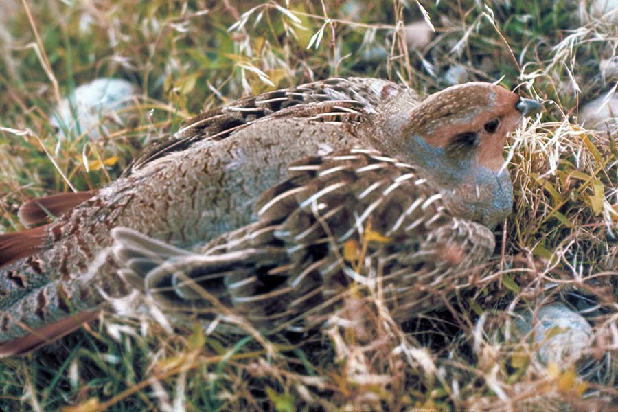 Gray (Hungarian) partridge in rocks and grass