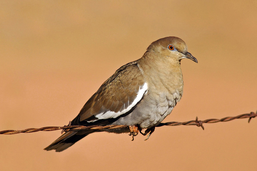 White-winged dove perched on barbed wire in Washington County, Utah