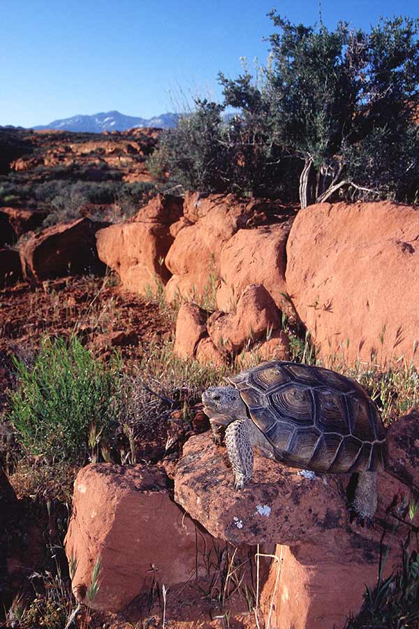 Desert tortoise crawling on the red rocks of southern Utah