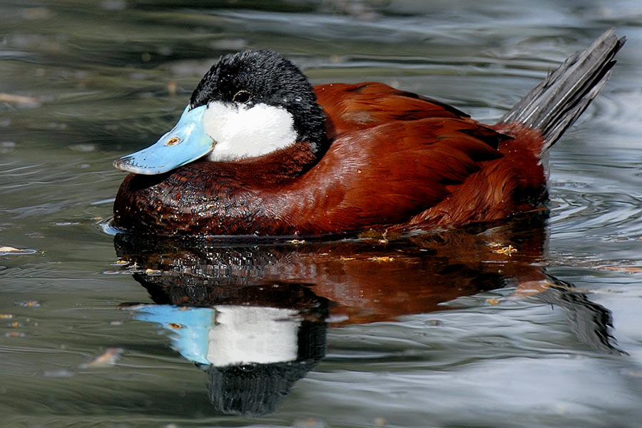 A male ruddy duck sitting in pond water