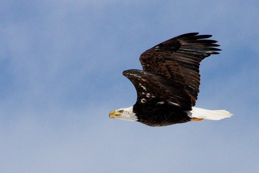 Side view of a bald eagle with its wings spread, flying in a blue sky