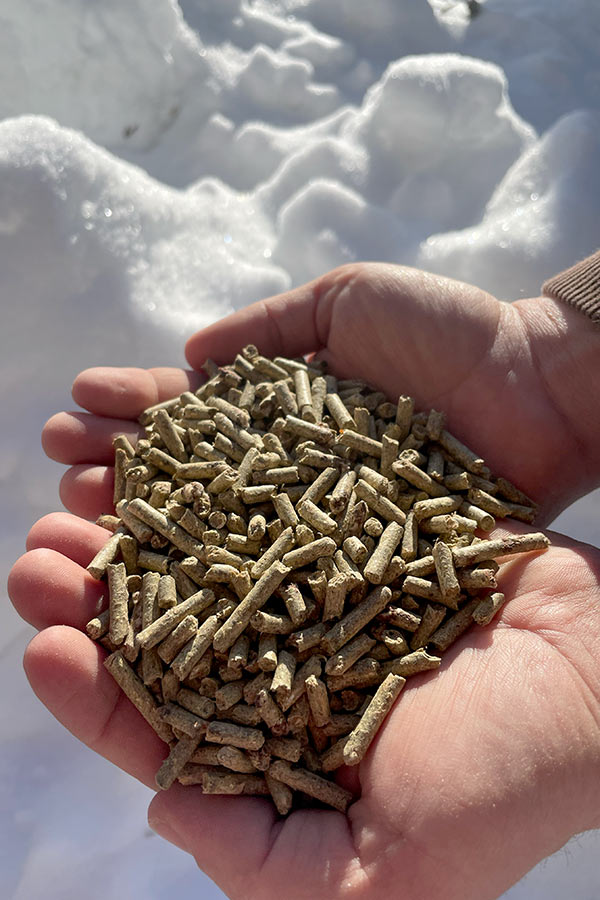 Two hands holding small pellets for deer feed