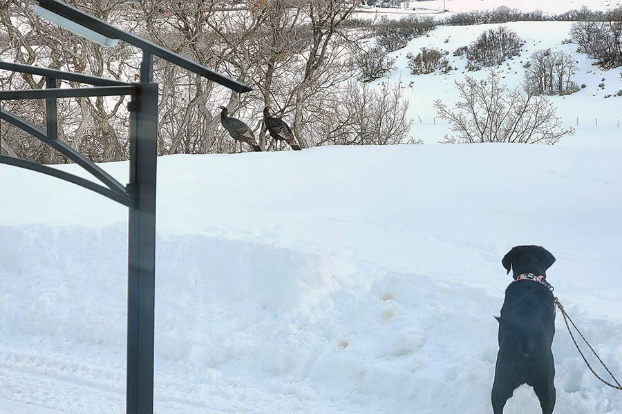 A black labrador dog stares at two wild turkeys, in deep snow