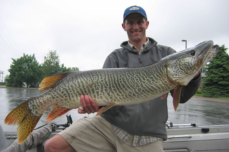 Man holding a large tiger muskie fish caught at Pineview Reservoir